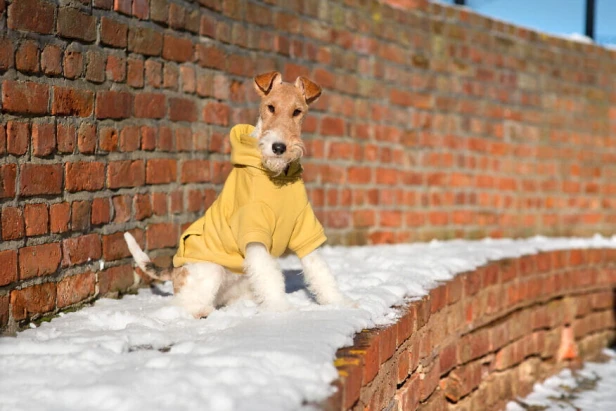 a99cd57148cb629cef5a9222971137b6