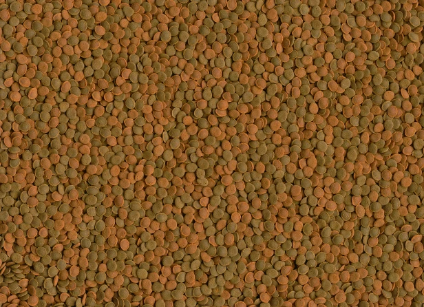 de71fbb02342ce75cece8f6a739aafc2