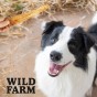 Wild Farm Uszy Jagnięce 300g Przysmak Dla Psa