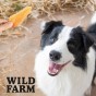 WILD FARM Miękka Pierś Z Kurczaka Przysmak Dla Psa 500G
