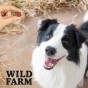 WILD FARM Rollsy Z Jagnięciny Przysmak Dla Psa 500G