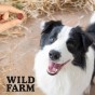 WILD FARM Rollsy Z Kaczki Przysmak Dla Psa 500G