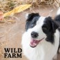 WILD FARM Uszy Królicze Przysmak Dla Psa 300G