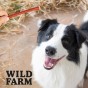 WILD FARM Paluszki Z Jagnięciny Przysmak Dla Psa 500G
