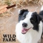 WILD FARM Rurki Dentystyczne Z Królikiem Przysmak Dla Psa 500G