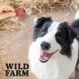 WILD FARM Chipsy Z Jagnięciny Przysmak Dla Psa 500G
