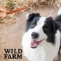 WILD FARM Stripsy Z Królika Przysmak Dla Psa 500G