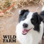 WILD FARM Miękkie Stripsy Z Kaczki Przysmak Dla Psa 500G