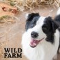WILD FARM Kostki Z Jagnięciny I Dorsza Miękkie Przysmak Dla Psa 500G