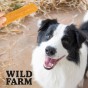 WILD FARM Filety Multiwitaminowe Z Batatów Przysmak Dla Psa 500G